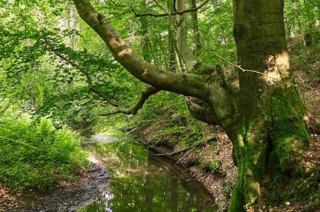 Sommerwald Wierau Bach im Wald