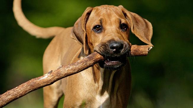 Hund bringt Stöckchen