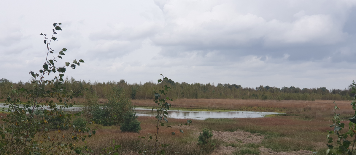 Bäume in einer Moorlandschaft