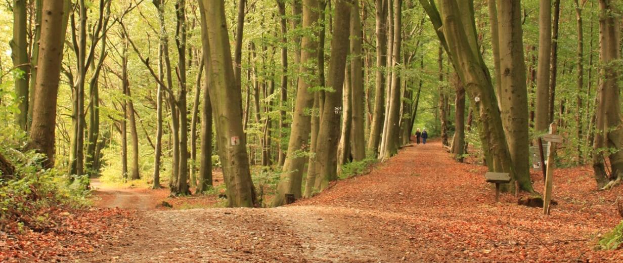 Bäume im Wald