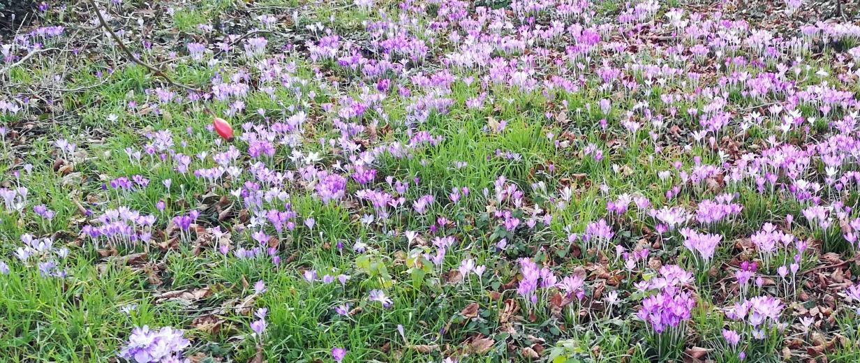 Wiese mit lila blühenden Blumen.