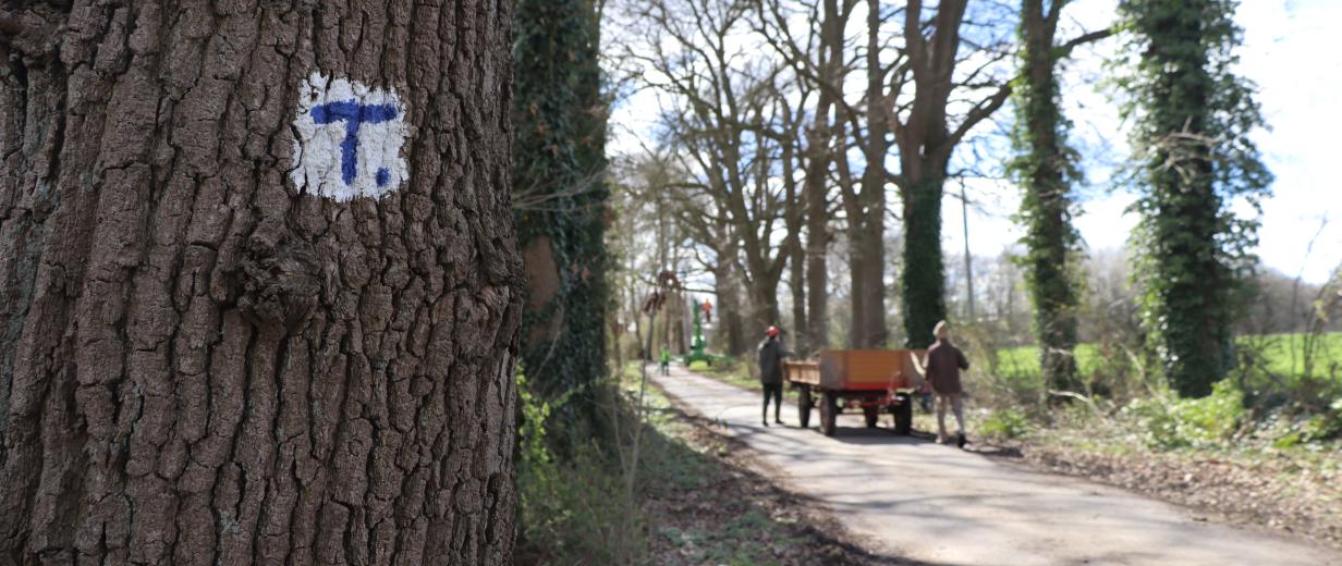 Baum am Wegesrand auf der Rinde ein Zeichen: blaues T auf weißem Grund.