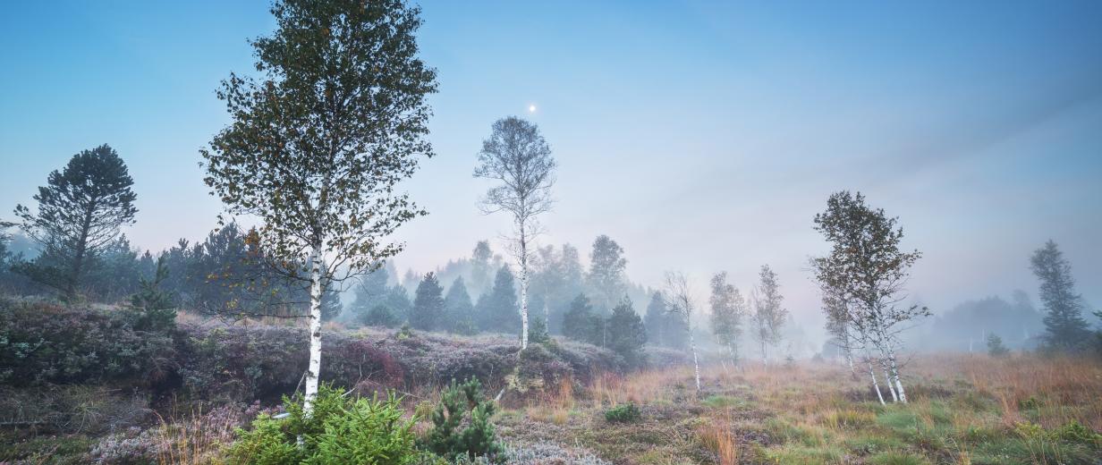 Bäume in einer Moorlandschaft mit blauem Himmel