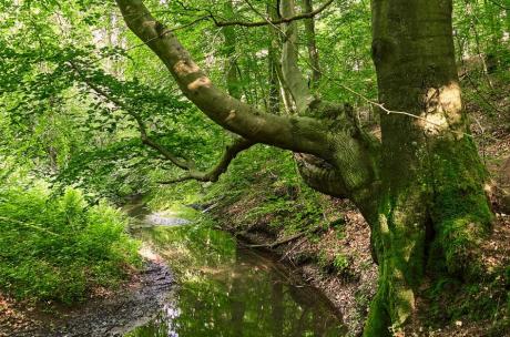 Bach im Wald