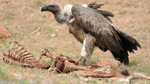 Adler mit Tierkadaver